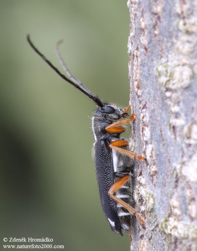 tesařík, Menesia bipunctata (Zoubkov, 1829), Saperdini, Cerambycidae (Brouci, Coleoptera)